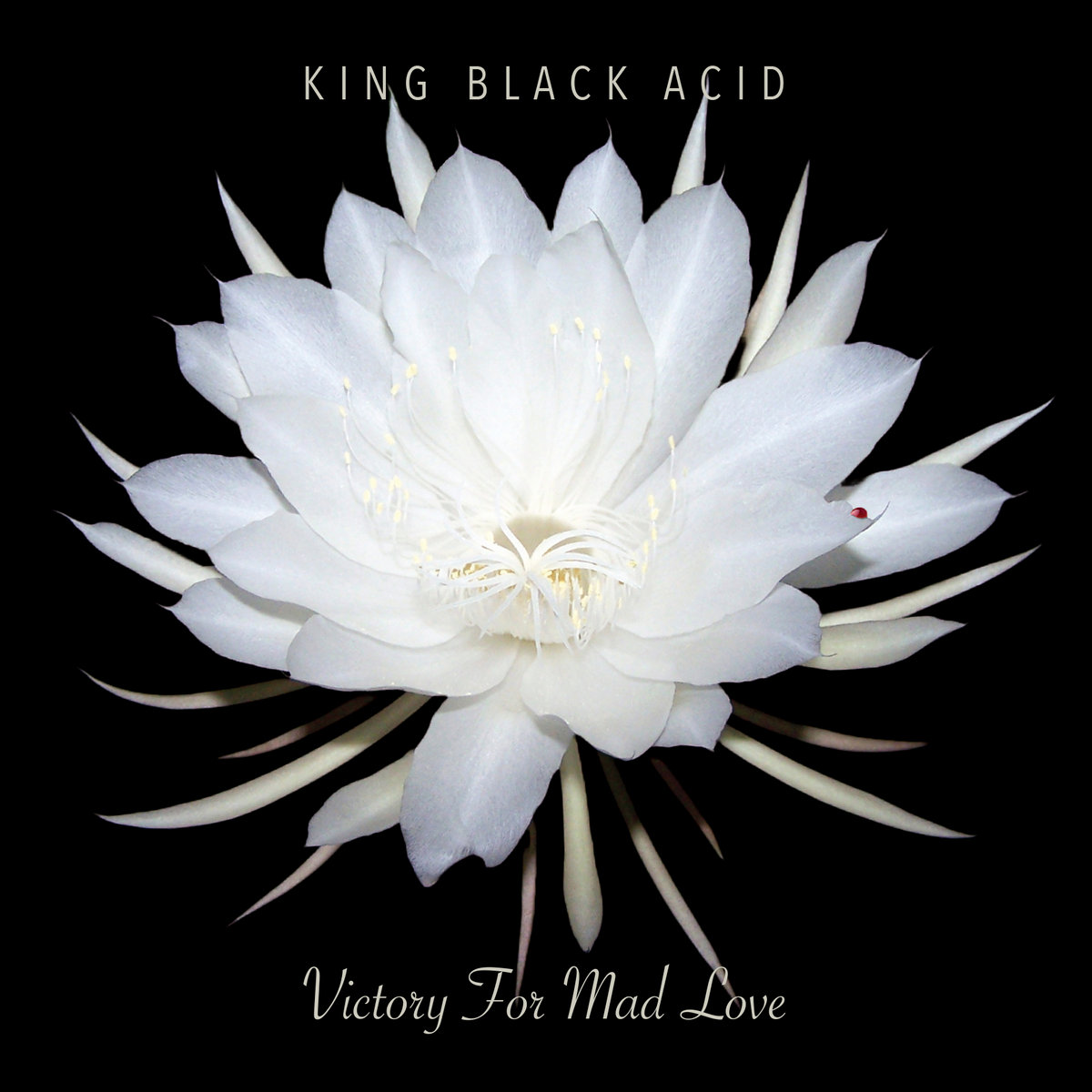 New Music: King Black Acid – There’s A Spirit Moving In Your House