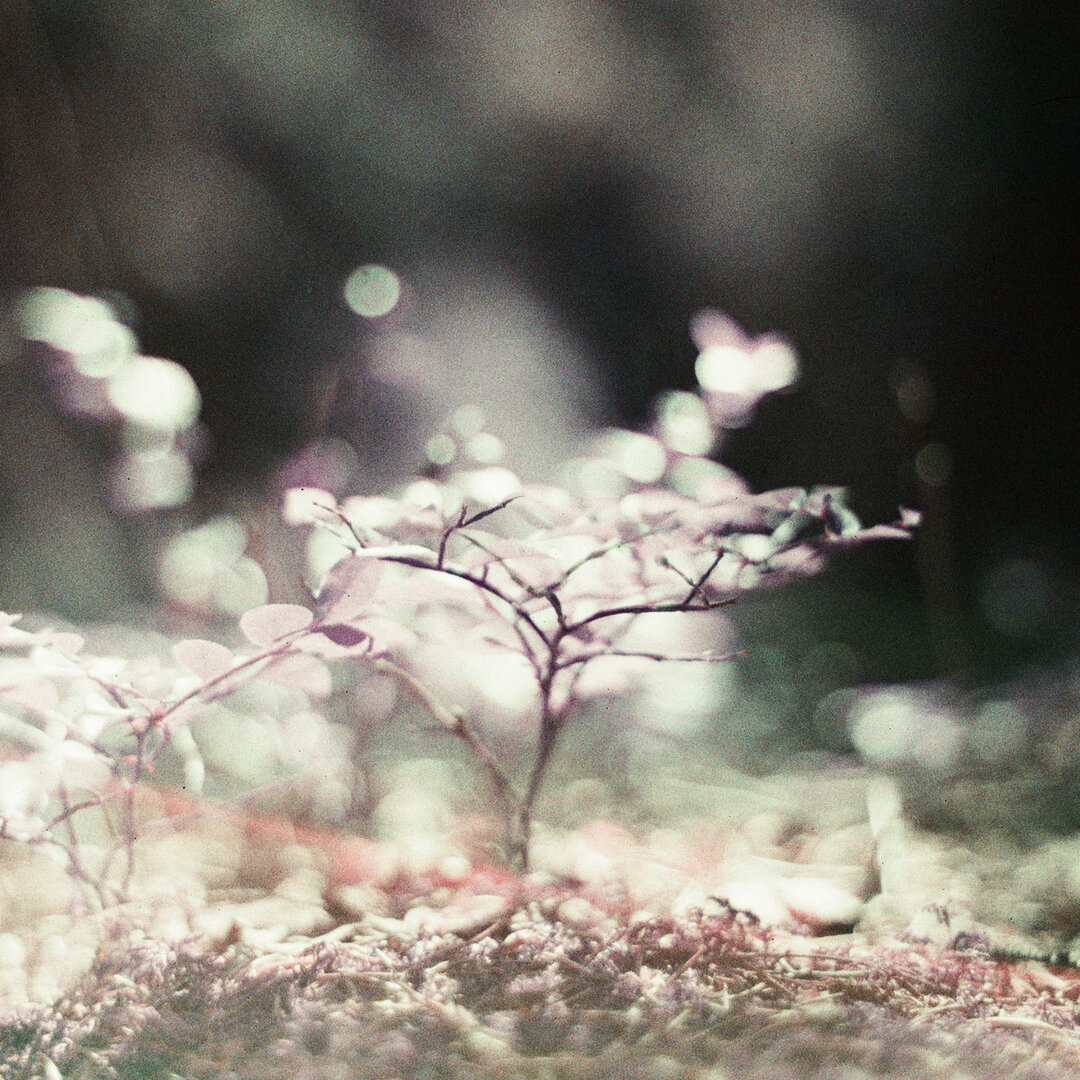 New Music: Indigo Dream – A Bittersweet Goodbye